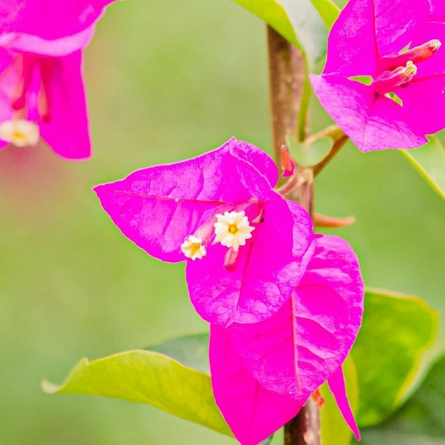 .
.
Bougainvillea Bloom
.
.
.
.
#flowerporn #macro_perfection #macro_mood #kings_flora #nature_sultans #flowerstalking #flowersturk #fabulous_shots #tgif_nature #floralstyles_gf #florecitas_mx #ptk_flowers #ig_flowers #whim_fluffy #floralfix #flowerstarz… ift.tt/2vfW1Zk