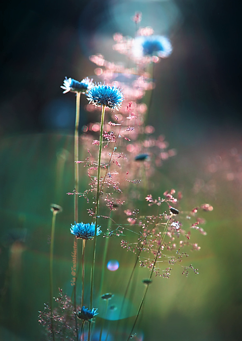 Twittblaster's tweet photo. The possession of knowledge
does not kill the sense of
wonder and mystery.
There is always more mystery.
~ Anais Nin
#Twittblaster #TwittblasterFlowers #Flowers #WildFlowers #Wonder #Mystery #Mysterious #Knowledge #BoundlessWonder #BounlessBeauty #Magical #Fantasy https://t.co/f3XeBj1hOM