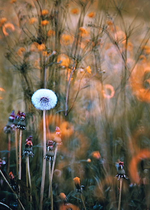 Twittblaster's tweet photo. The possession of knowledge
does not kill the sense of
wonder and mystery.
There is always more mystery.
~ Anais Nin
#Twittblaster #TwittblasterFlowers #Flowers #WildFlowers #Wonder #Mystery #Mysterious #Knowledge #BoundlessWonder #BounlessBeauty #Magical #Fantasy https://t.co/f3XeBj1hOM