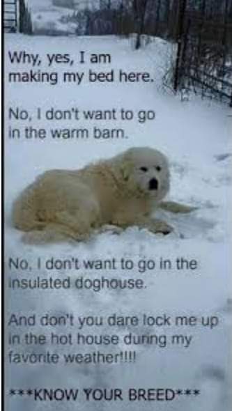 lpriceut01's tweet image. I am considering printing this off &amp;amp; putting it in all our neighbors paper boxes. Mowgli is an Anatolion Shepherd...a LIVESTOCK GUARDIAN DOG...&amp;amp; he would rather be outside in all the weather than in a warm toasty house 😠 #pricelessparadisefarm #littleengineerslearningacademy