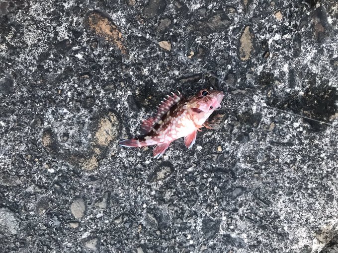 ハオコゼの特徴 見分け方 写真から探せる魚図鑑