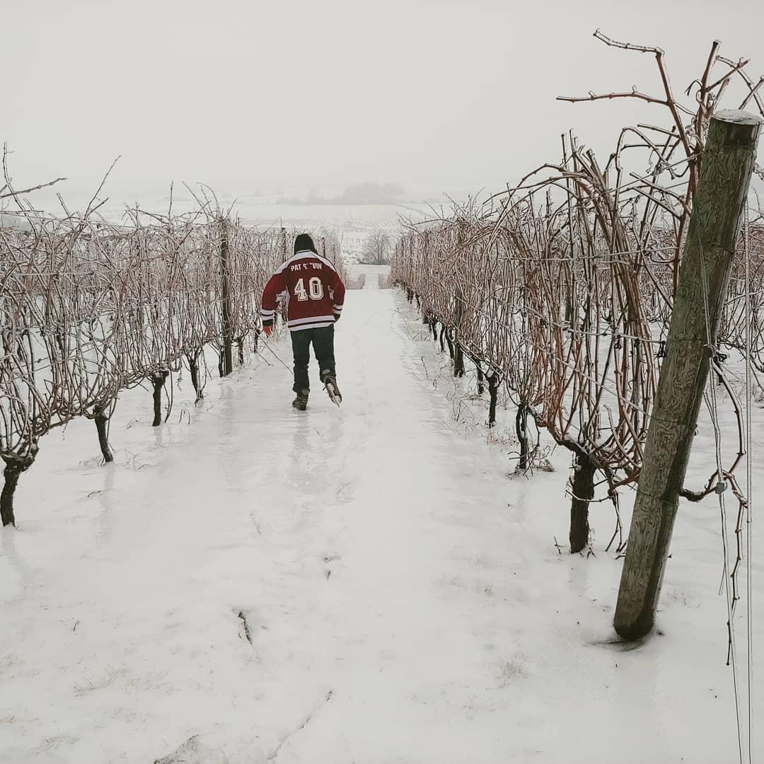 New winery event ... skating through the vines!!!! ⛸️🤣

#plantersridge #nswine #NSStorm #icestorm