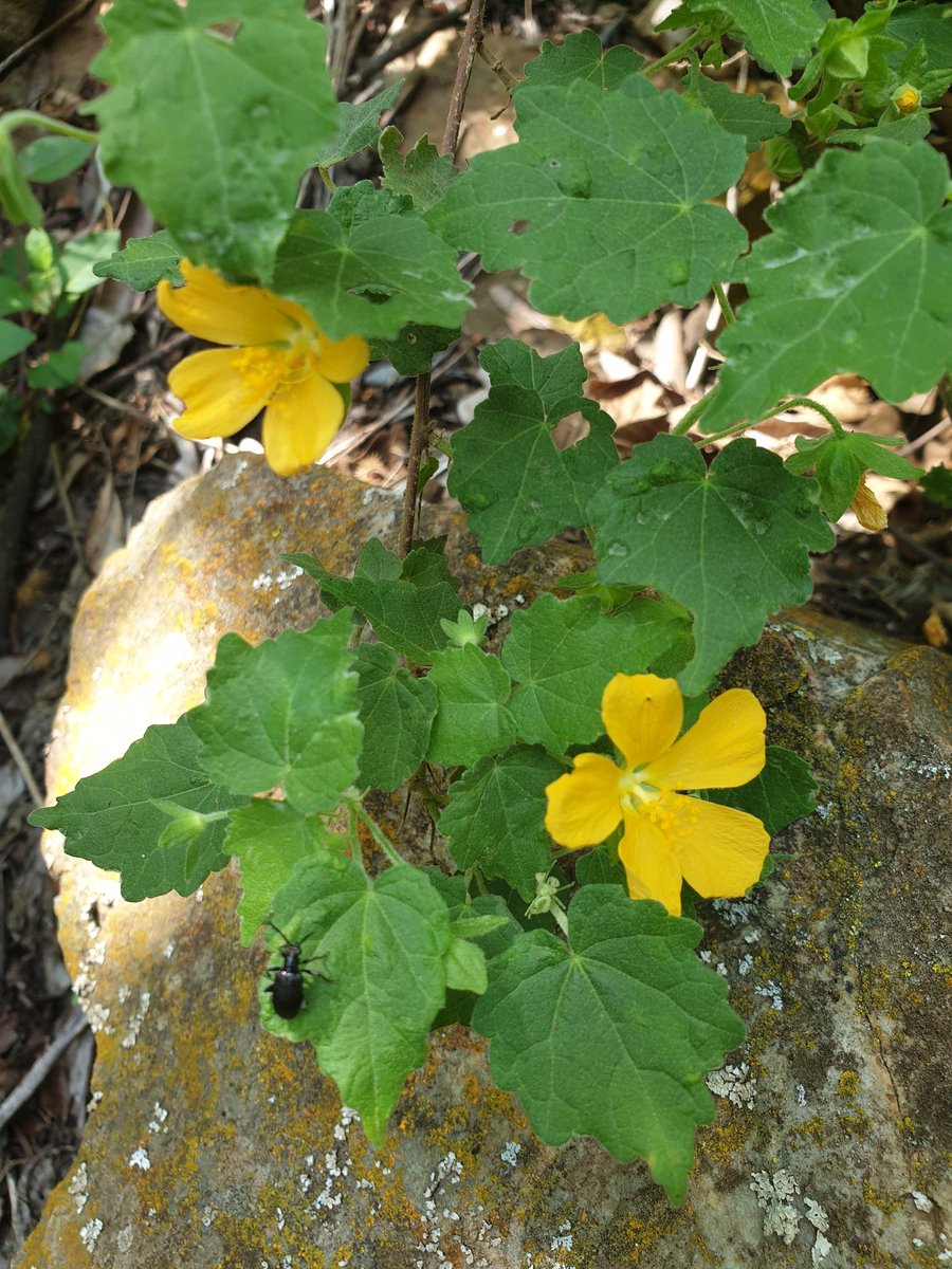 MartiBlom's tweet photo. Pavonia burchellii (Dainty Pavonia) Named for Don JosΓ©PavΓ³n, d. 1844, Spanish botanist and explorer. This 1m high shrub grows in the forrest margin in #WatervalBoven flowering between November and April (our warm months) #BotanyOnTheRun https://t.co/lU7GYWzjzM