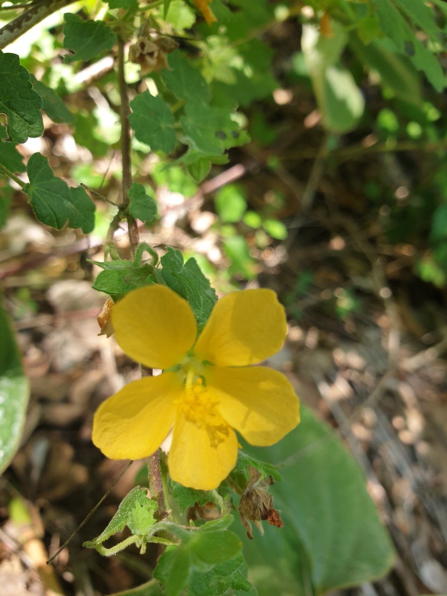 MartiBlom's tweet photo. Pavonia burchellii (Dainty Pavonia) Named for Don JosΓ©PavΓ³n, d. 1844, Spanish botanist and explorer. This 1m high shrub grows in the forrest margin in #WatervalBoven flowering between November and April (our warm months) #BotanyOnTheRun https://t.co/lU7GYWzjzM