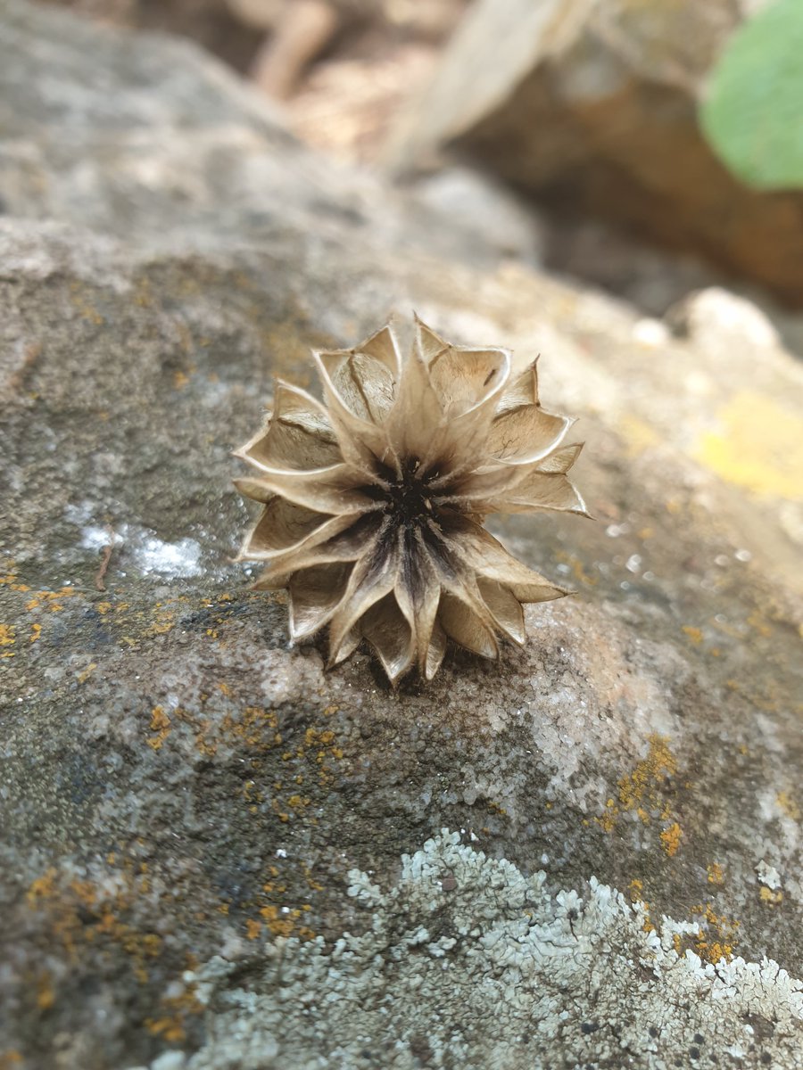 MartiBlom's tweet photo. Pavonia burchellii (Dainty Pavonia) Named for Don JosΓ©PavΓ³n, d. 1844, Spanish botanist and explorer. This 1m high shrub grows in the forrest margin in #WatervalBoven flowering between November and April (our warm months) #BotanyOnTheRun https://t.co/lU7GYWzjzM