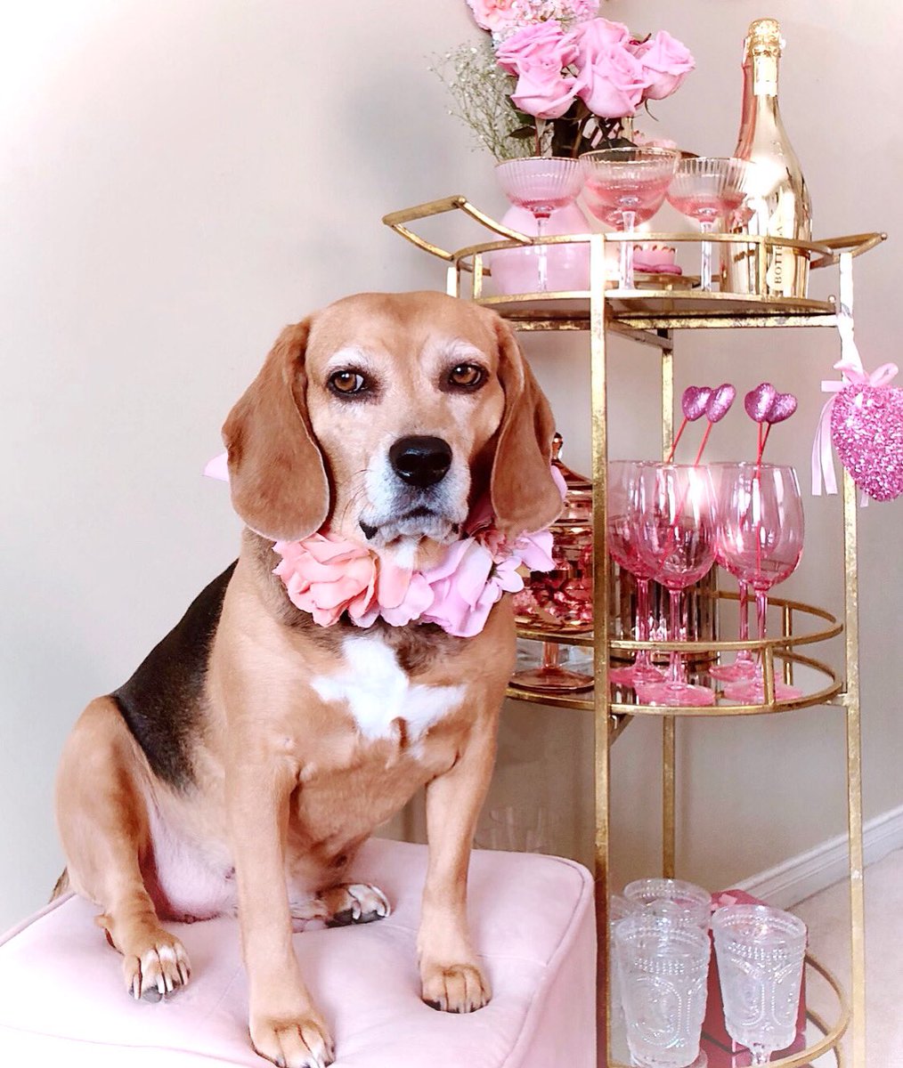 RT @BeagleTopazthe: 🙄Enough with the photos already Mom, it’s Friday, where’s my Pawtini!?🍸🐾
.
.
.
@BHG @goodhousemag #bhgpets #ghsealofcute @beaglefacts #beaglefact #funnydog #cheerstotheweekend #barcart #beagle #pinklove