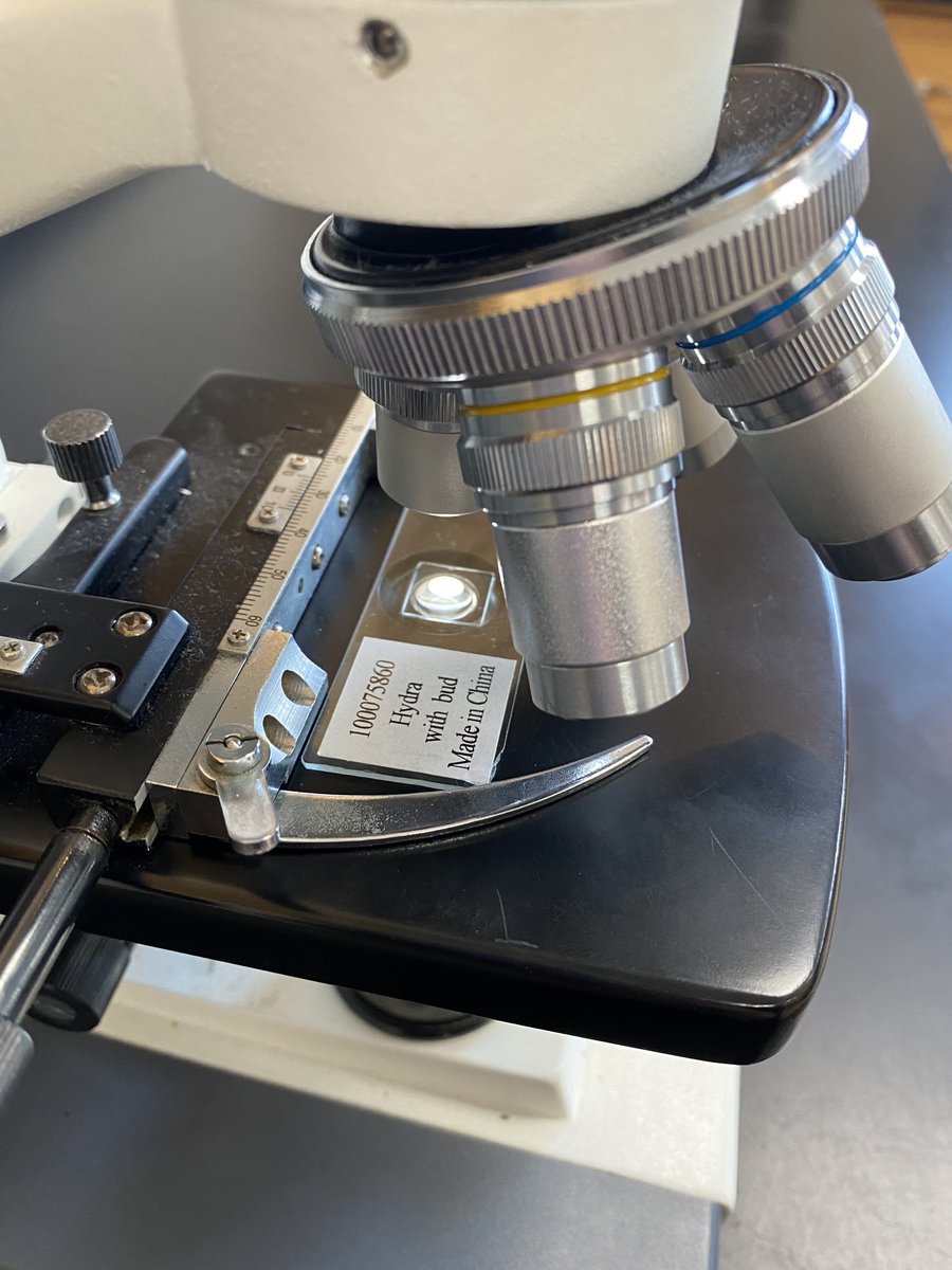 EMS_8_Science's tweet photo. A quick look into 8th grade science today!  I was actually able to get a good picture of the #BuddingHydra through the microscope with my phone! #8thGradeScience @EMSroyals https://t.co/bLgaplLbrD