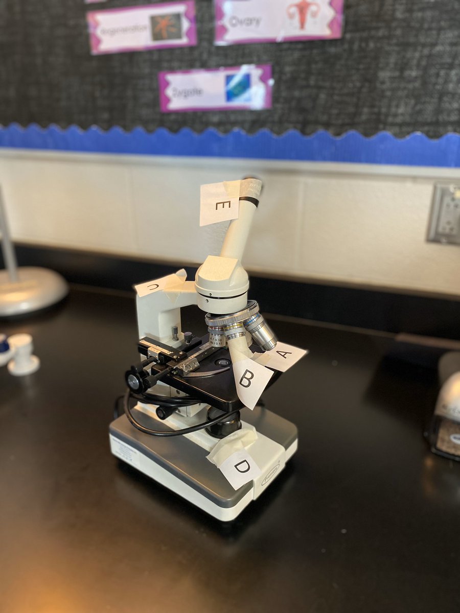 EMS_8_Science's tweet photo. A quick look into 8th grade science today!  I was actually able to get a good picture of the #BuddingHydra through the microscope with my phone! #8thGradeScience @EMSroyals https://t.co/bLgaplLbrD