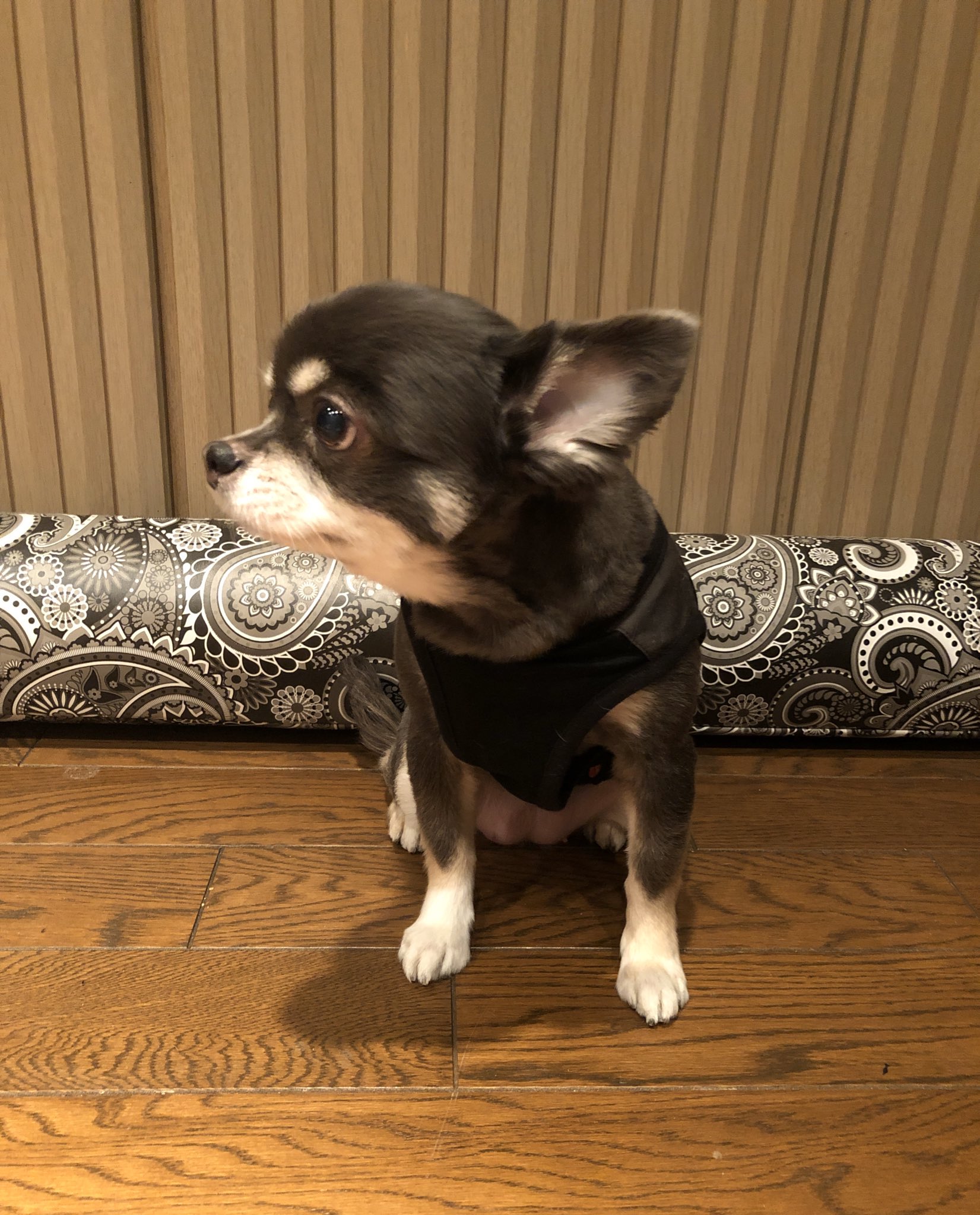 かないみか Auf Twitter え もう花粉が来てるんだと ふん 負けるもんか 涙が止まらない ぷぅちゃん カットしました ロングコートチワワ また太った ダイエットしよ T Co 8yivg39vsj Twitter