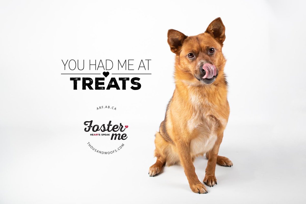 ARFAlberta's tweet photo. Phil hasn’t met a human (or treat) he doesn’t love. Happy boy Phil is looking for a foster home that will provide lots of cuddles and moderate exercise. Want to learn more about fostering Phil? https://t.co/TRas7q7qIv #fosterPhil #rescuedog #yyc https://t.co/cpccO25ewp