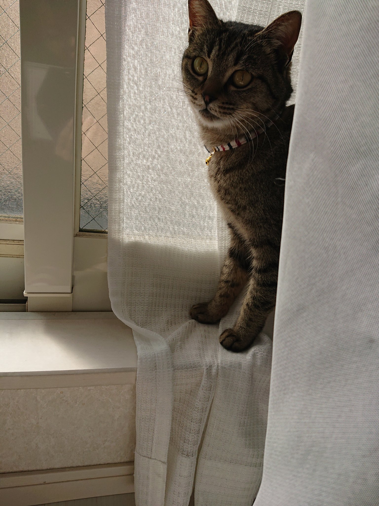 大浜ともみ 昨夜 玄関から大脱走した猫様 保護主さんにすぐに連絡し アドバイスいただき捕獲機も借りて 早朝に捕まえました ネット見てるんだけど玄関における 壁には穴開けずにすむバリケードでオススメないですか 教えて 詳しい人 猫 脱走