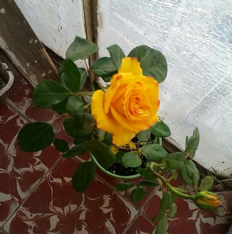 Jac76250567's tweet photo. Me gusta las rosas de este color https://t.co/VJIqDKIpPc