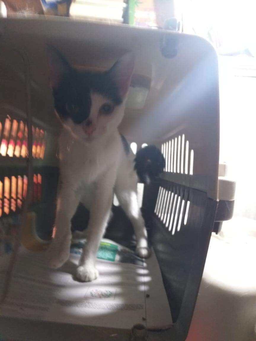 SoyUnDAGDA's tweet photo. ‼️URGE ADOPCION U HOGAR TEMPORAL ‼️

Una persona de la tercera edad rescato y rehabilito a 15 gatitas y 4 gatitos, pero lamentablemente falleció y era una persona que no tiene familia y todos permanecen en transportadoras hasta el momento.
Alanis Ramírez
CEL 5610938220
CDMX V.C https://t.co/ftU0nflAkZ