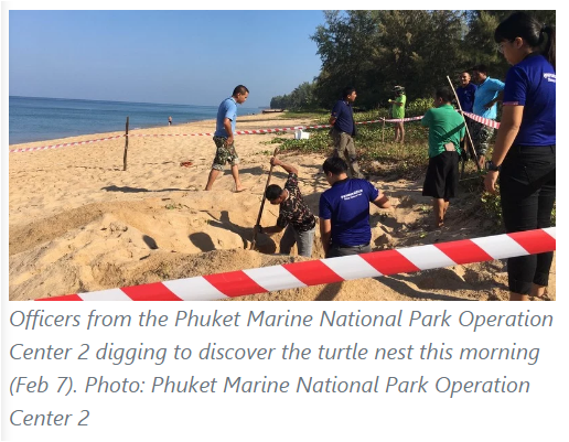 SEAFARERDIVERS's tweet photo. THAILAND (Phuket - ENVIRONMENT) - NEW TURTLE NEST FOUND AT MAI KHAO BEACH
PHUKET: Officers at the Phuket Marine National Park Operation Center 2 have confirmed reports of a new leatherback turtle nest on Mai Khao beach this morning (Feb 7).
https://t.co/QezTeKTMIh https://t.co/sNHicgC4nA