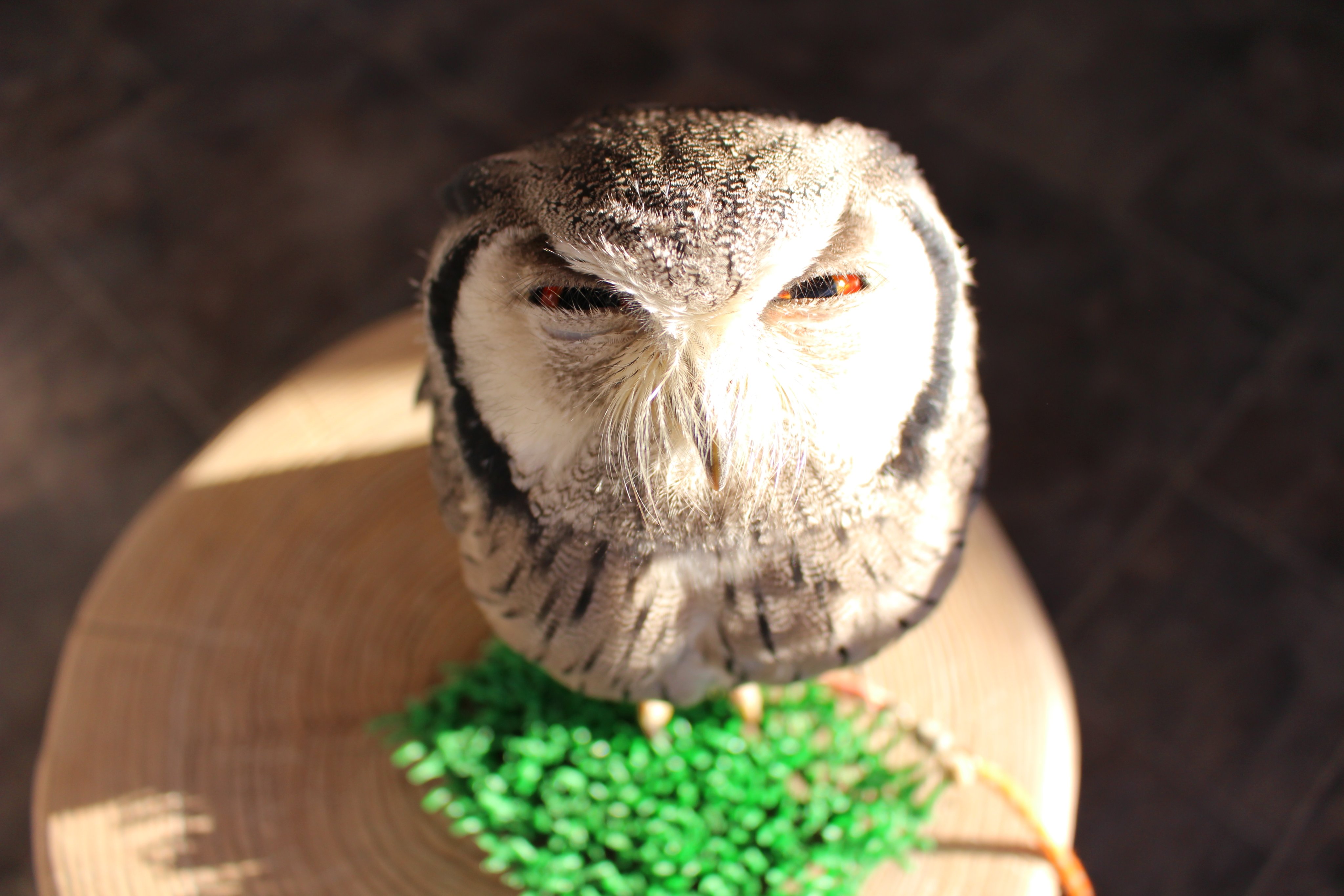 ふくろうの里 Owl Village 原宿店 現在13時の回も それ以降もまだまだお席に余裕がございます 13時 14時とふくろうさんのランチタイムで エサやりを体験できます スカラ ごはんください フクロウさん お肉の血が目に入らないよう