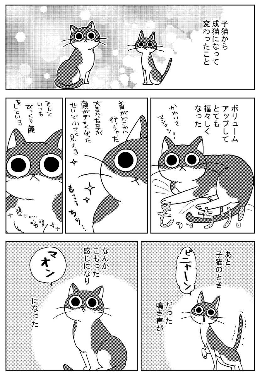 成猫になったへいちゃん。 