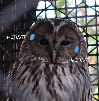 多摩動物公園 公式 ミミズクやフクロウの耳の穴は 左右で位置が微妙にズレていて 夜行性のフクロウ のなかまではとくに顕著です このため左右 上下方向でも正確に獲物の位置を把握できます 地面や雪の下で活動している 獲物であるネズミが動く音を 多摩動物公園 公式 ミミズクやフクロウの耳の穴は 左右で位置が微妙にズレていて 夜行性のフクロウ のなかまではとくに顕著です このため左右 上下方向でも正確に獲物の位置を把握できます 地面や雪の下で活動している 獲物であるネズミが動く音を