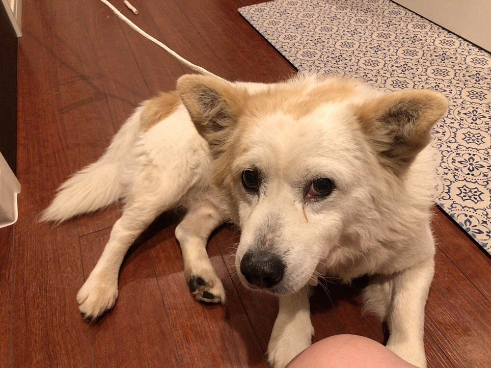 沖縄迷い犬 沖縄迷い犬