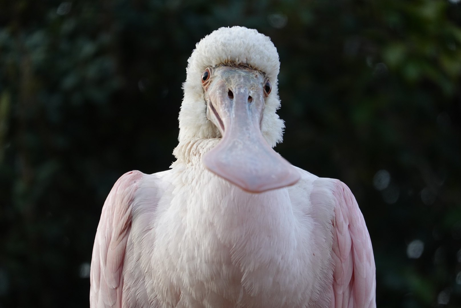 にっしー ベニヘラサギの魅力 2 2 神戸どうぶつ王国 ベニヘラサギ