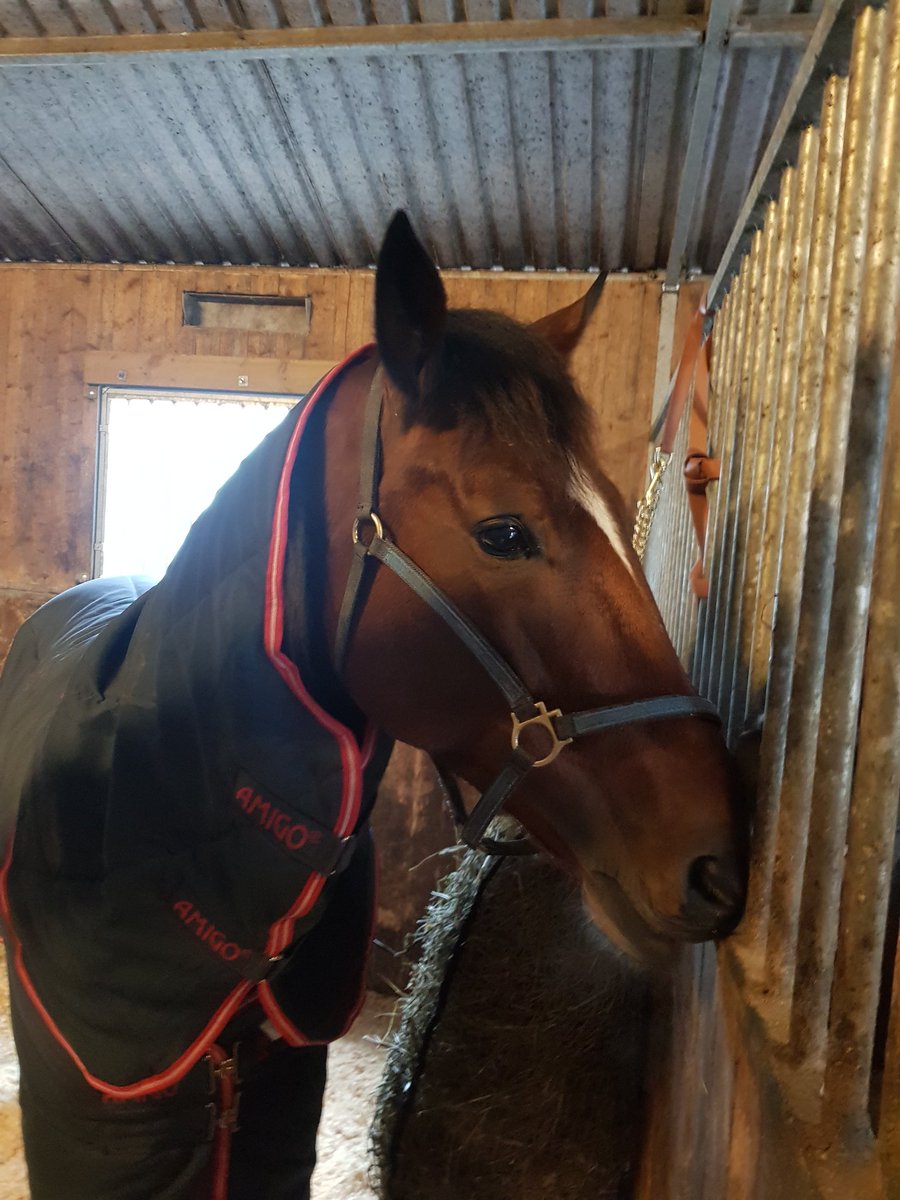 TornyMogren's tweet image. Rellu keskittymässä #Sisyfos illan pronssidivarifinaaliin @Solvalla Jännää!! #Religious #ravit