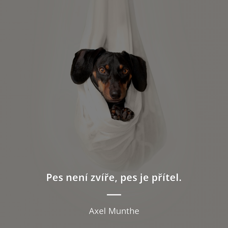 citatynet's tweet photo. Pes není zvíře, pes je přítel. https://t.co/p0uiMWBmfk #citáty #munthe https://t.co/JQexCBv63x
