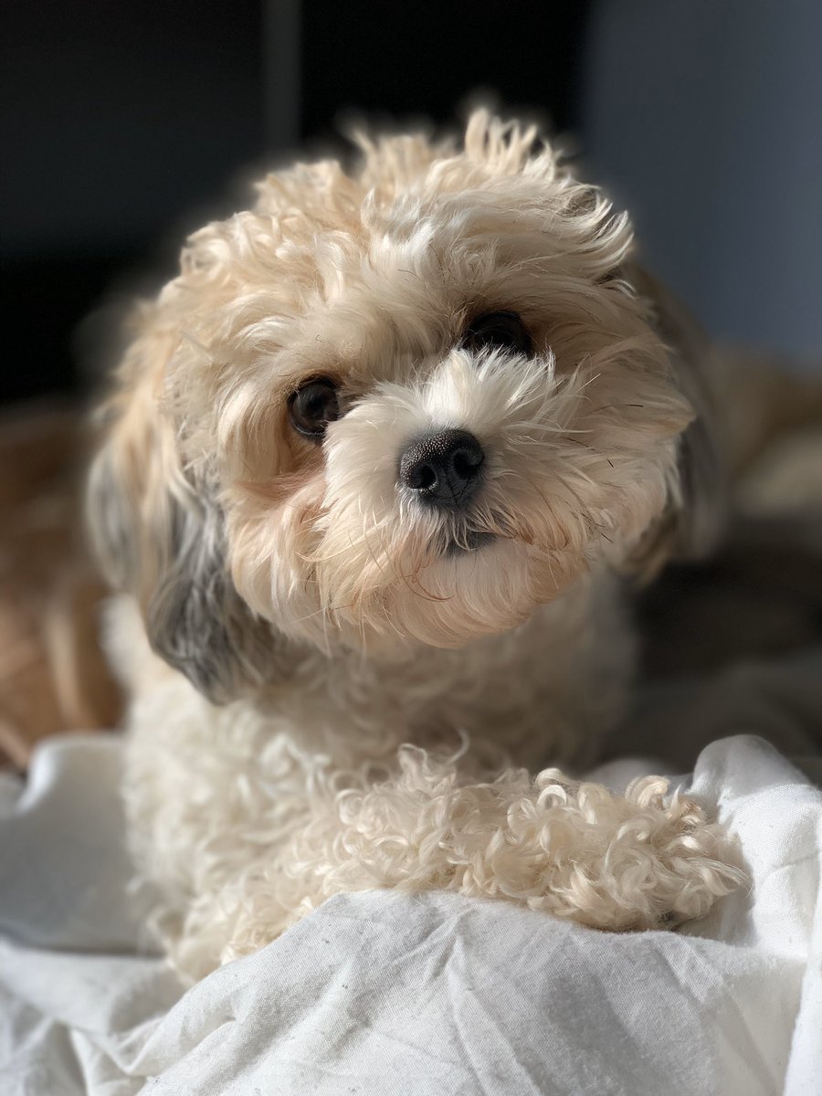 deb_art_teacher's tweet photo. I don’t plan on leaving the house this weekend lots of Uni #pcet19 work to catch up on, lesson plans to write, art resources to create and cuddles with my puppies Pic for cuteness! #SaturdayVibes #art #artteacher #teacherlife #teachersofinstagram #puppylove #cavachon #edutwitter https://t.co/qWLLHTVbkj