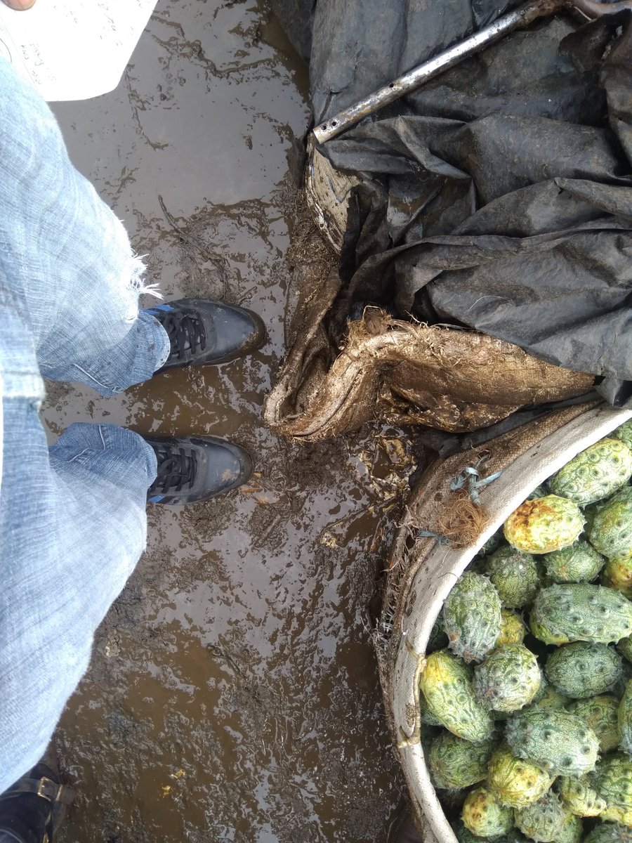 Juiced Up fruits & veggies tweet media