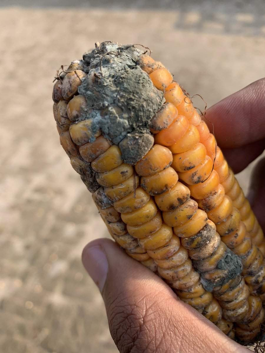 mohsinramay_'s tweet photo. Look what I found today at our Farm. Penicillium ear rot damage in corn. Possible reason: high moisture in storage.
#corn #corndiseases #earrot #pakistan #actualplantpathologist https://t.co/cFynWq61rh