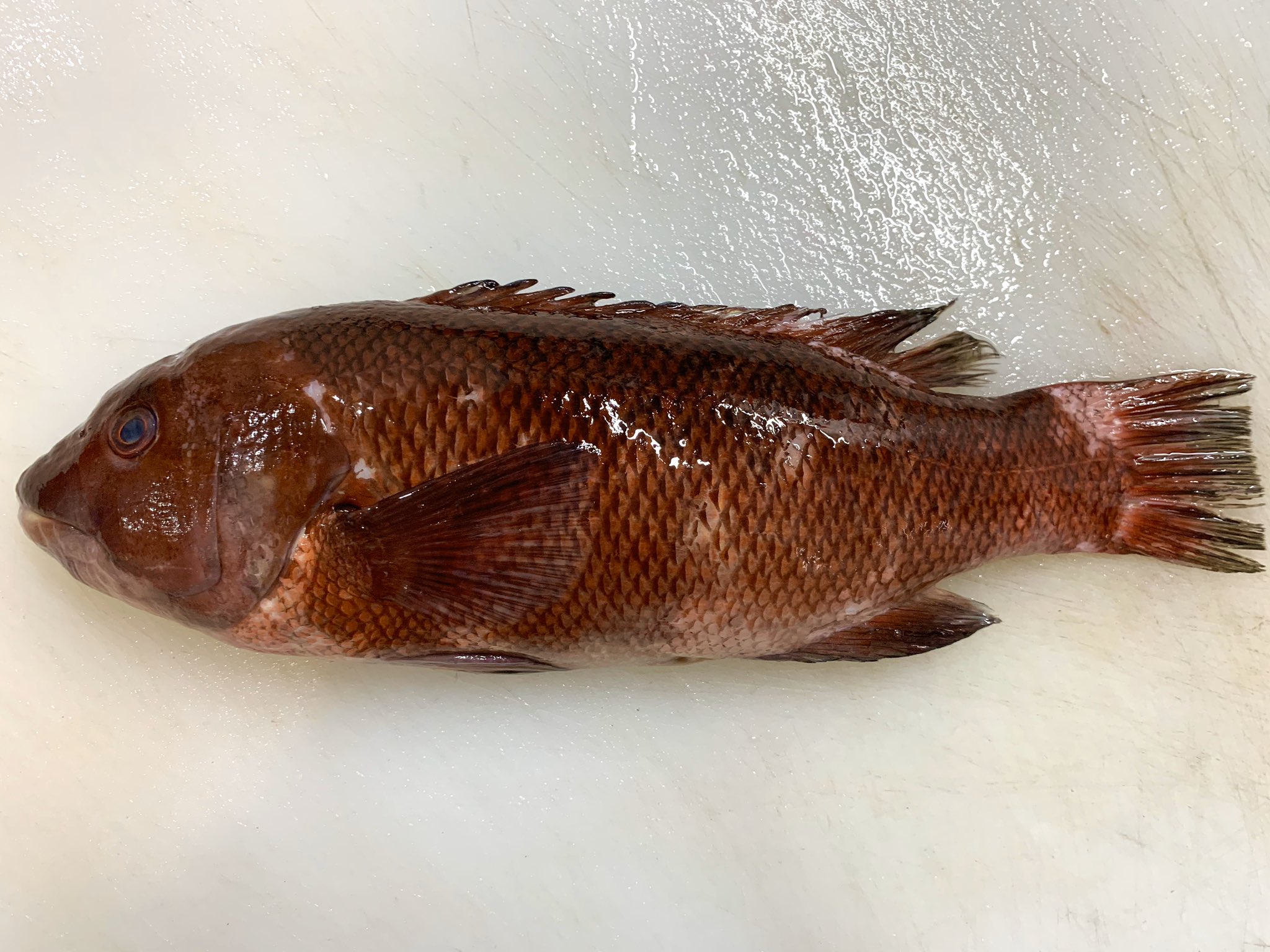 十六夜にゃも 本日のお魚 コブダイ カンダイ 寒鯛 とも呼ばれ 寒い時期になってくると旨味が増す 小さい時は雌で 成長すると雄になる １ｍくらいにまで成長し 大きくなると頭にコブが張り出してくる 場所によっては磯臭いが味は良く 全ての料理