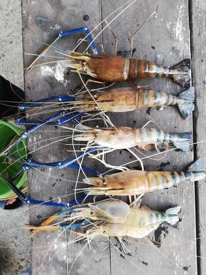 DatukNyet's tweet photo. Udang sungai dari Suai, rasanya tak sama dengan udang sungai tempat lain. Ada sesiapa tak minat memancing udang sepit biru kat sini? Ada bot disediakan. Lokasi: SK Tegageng, Niah. #sepitbiru #anglers #udangsungai #pancing #niah photo kredit: FB Pancing Leza https://t.co/exr6BAck0K