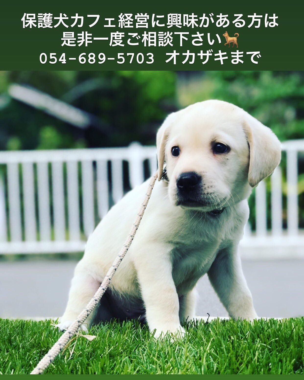 Tweets With Replies By Pet Shop Hisa 公式 保護犬カフェ 障害犬支援 ペット保険 Hisa Twitter