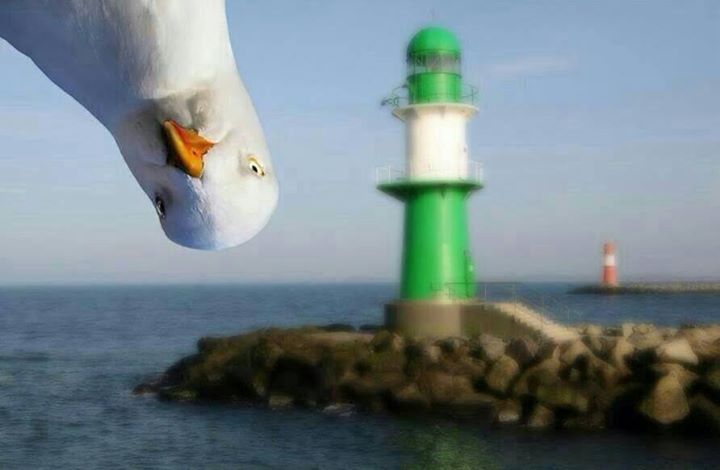 Coucou la Bretagne 🐥

Dernière ligne droite ...

Alors, on lâche des #EmojiBzh et des #GwennHaDu à tout va !