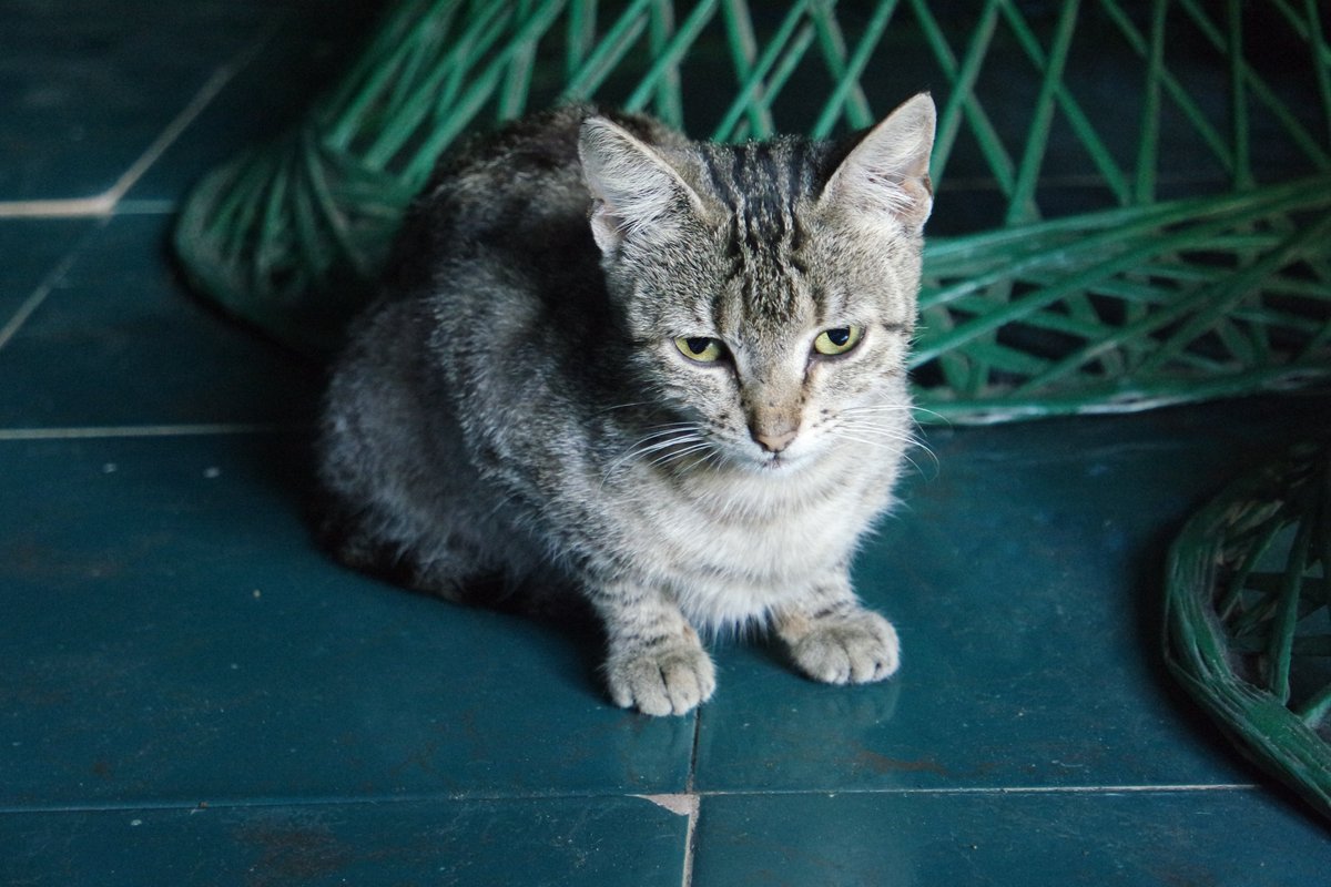 Geoff Lerner tweet media