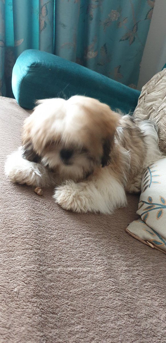 Wirral Dogs tweet media