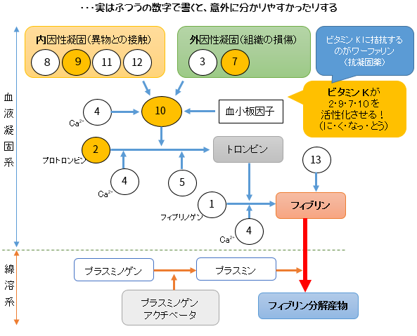 血液凝固線溶系 Twitter Search Twitter