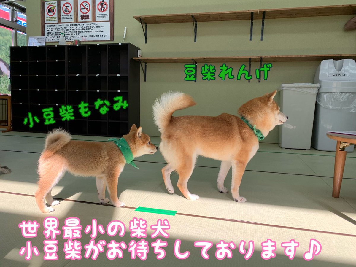 Uzivatel 小豆柴の郷 秋葉原 Na Twitteru 17 現在 30分前後のお待ち時間です 可愛い柴犬たちとお待ちしてます 小豆柴の郷は 豆柴カフェ ではありません 豆柴より小さい世界最小の柴犬小豆柴とも触れ合える 小豆柴カフェ です 小豆柴の郷秋葉原店 Uzivatel 小豆柴の郷 秋葉原 Na Twitteru 17 現在 30分前後のお待ち時間です 可愛い柴犬たちとお待ちしてます 小豆柴の郷は 豆柴カフェ ではありません 豆柴より小さい世界最小の柴犬小豆柴とも触れ合える 小豆柴カフェ です 小豆柴の郷秋葉原店