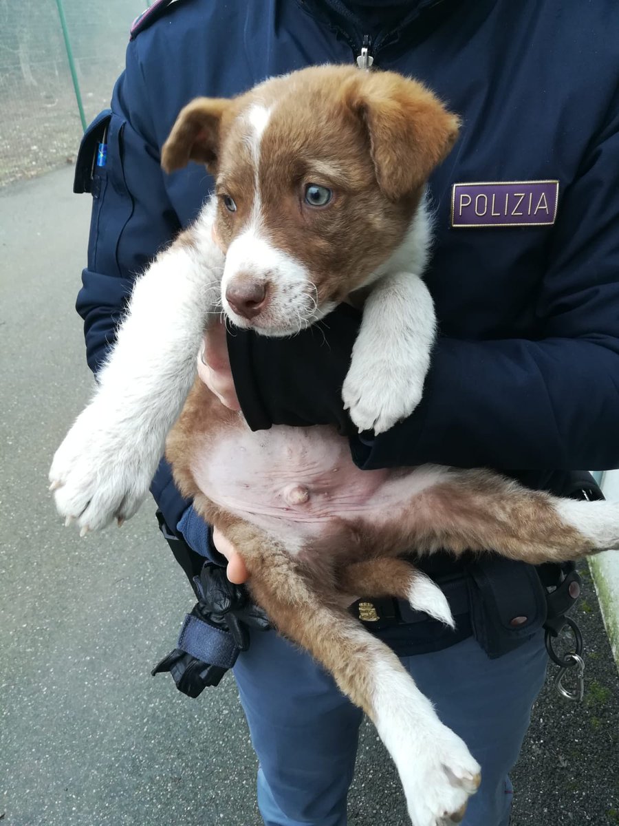 Tre splendidi cuccioli sono stati trovati da una Volante della questura di Lodi. L'attenzione dei poliziotti è stata attirata dai guaiti che provenivano da una scatola. I tre trovatelli sono stati coccolati e portati in una struttura.
facebook.com/AgenteLisa/pos…