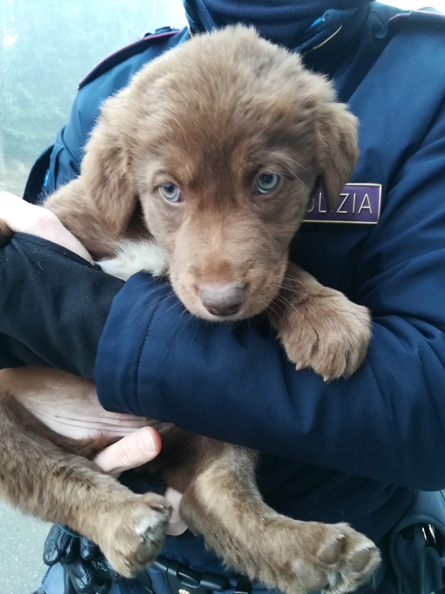 Agente Lisa tweet media