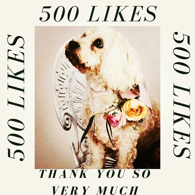 Only a few years ago I fed my lifelong passion for flowers and enrolled on a 2 year floristry.  I haven't looked back, I look forward with joy to each varied floral challenge ahead.  Every thumbs up or comment or page like I receive is such a confidence … ift.tt/2vf5kJ8