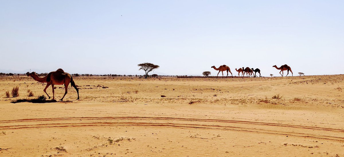 MrAdamMasters's tweet photo. Don't mind enjoying the experience of the #DubaiDesert waiting for #BronzeIA students to arrive at your checkpoint #JESSKS4 #Camels #BeingWellJess https://t.co/VGnFNYWrTE