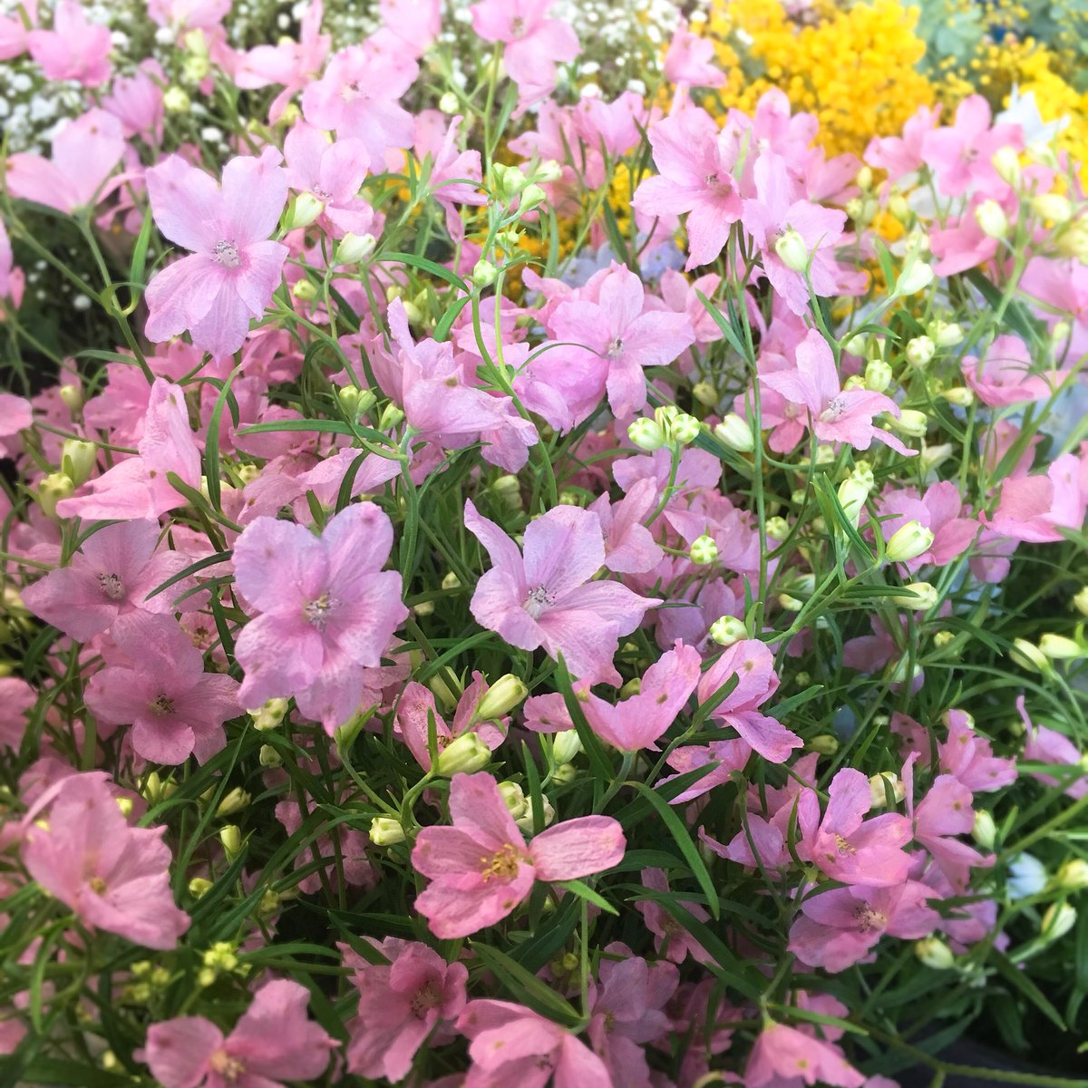 フラワーショップいくた Flowershopikuta Twitter