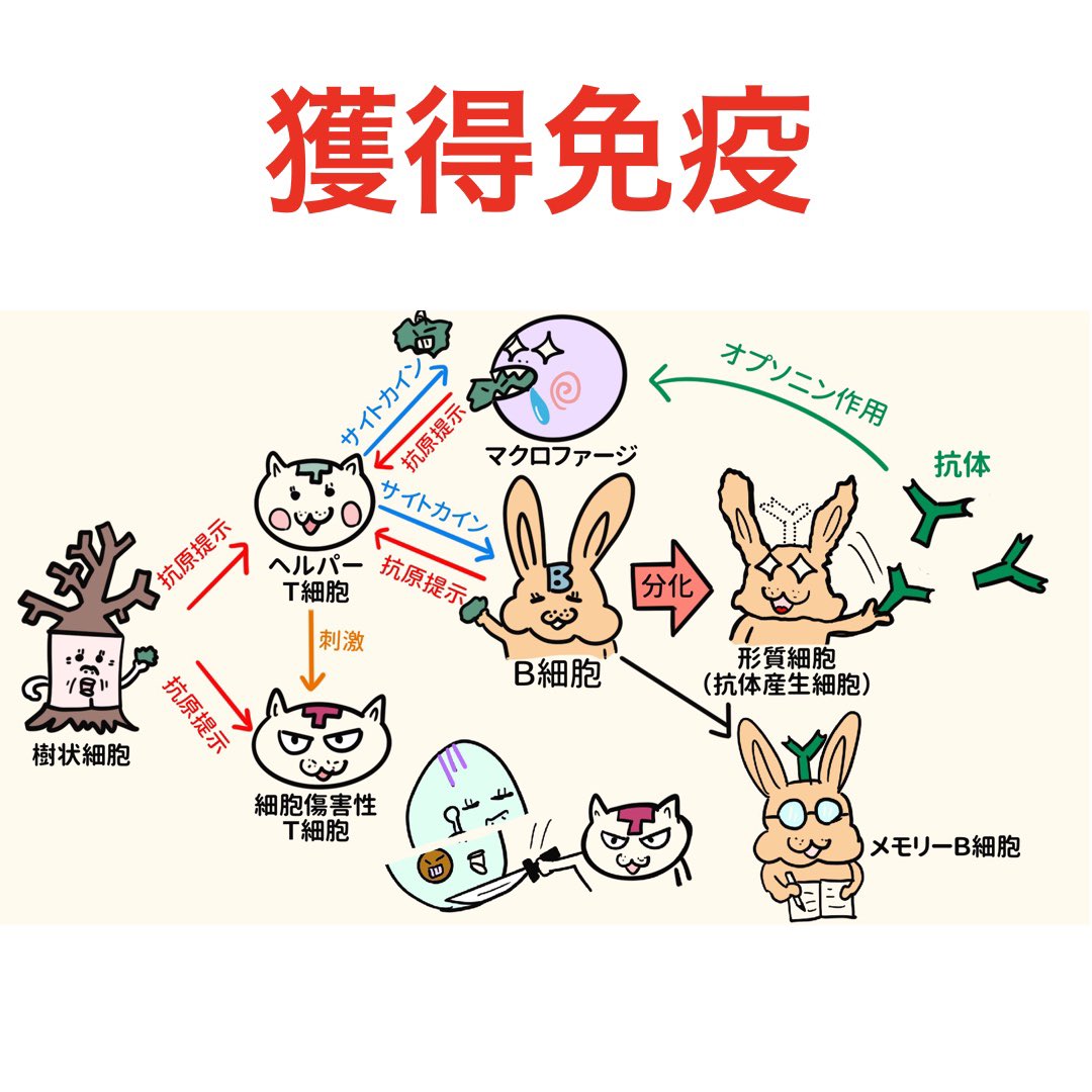 ゴロ 解剖生理イラスト ちょうど良いタイミングでした