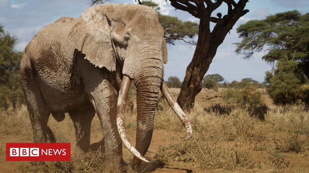 CCG_Trust's tweet photo. Big Tim, one of Kenya's last giant tuskers, has died aged 50 of natural causes.

"Tim was a special elephant. He was so incredibly intelligent, mischievous, yes, but also a truly gentle giant and in that way a real ambassador for his species."

#BigTim
https://t.co/kB9Ndltftg https://t.co/eSzqRZn4Zq