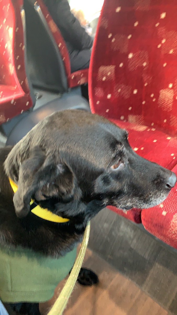 BenMegandMog's tweet photo. Stylish Ben is out early this morning off his new collar in sun yellow . #benthedug #ben_bus off to see #gordonvets for his annualcheckup only way to travel @on_lothianbuses @EastCoastBuses ! https://t.co/EjDkLztndu