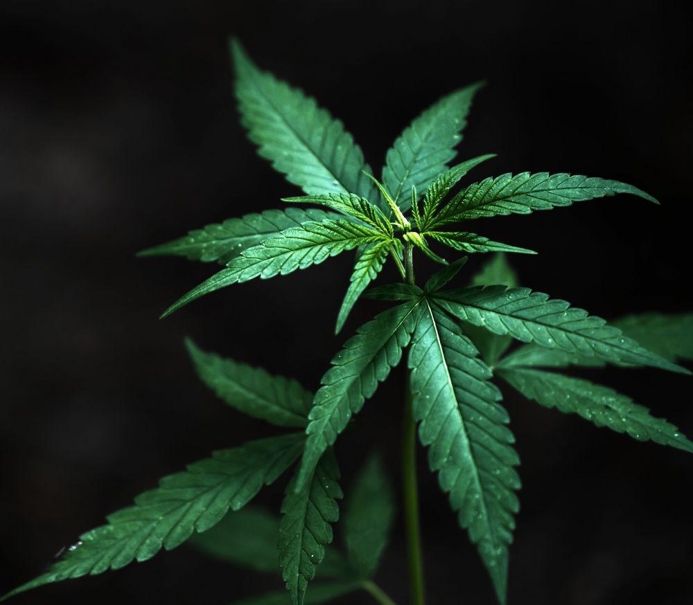 CBDa (cannabidiolic acid) is one of many compounds produced by cannabis and hemp. Learn more about it on our newest blog post! 
blisswellness.com/what-is-cbda-c…
.
.
.
#cbd #cbdoil #blisswellnesscbd #highqualitycbd #wellness #cbdbenefits #cbdwellness #cbdhelps #cbda