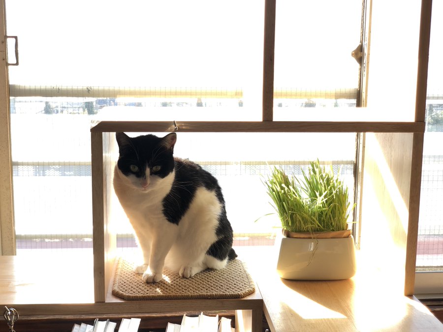 猫のダニ取り方 酢で取れるってホント その効果とは Pickup トレンドnews Info