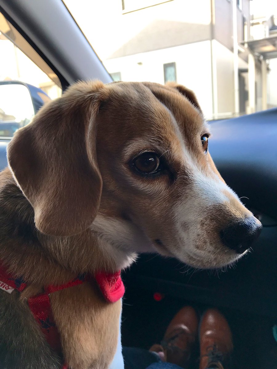 READY TO GO!  I'm a professional beagle co-driver🐶👍 #beagle #travelwithdog #犬とおでかけ