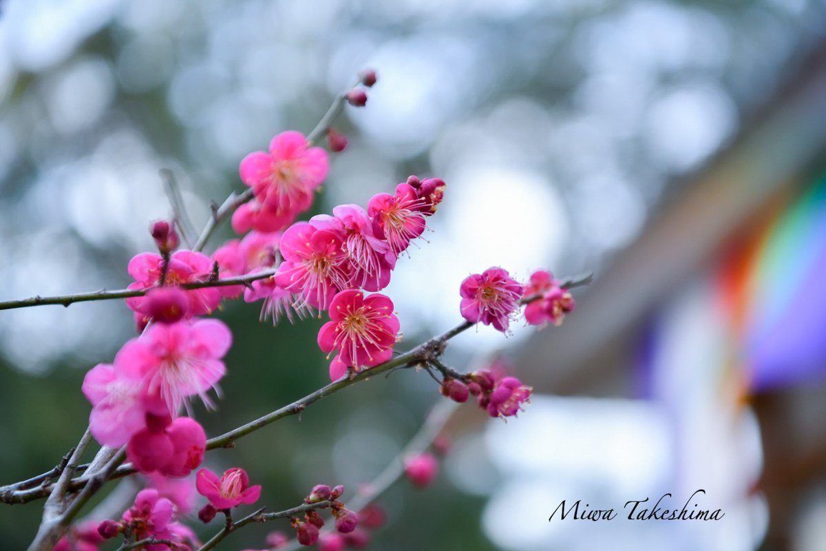 🌸
誰しも
花を咲かせる種を
持っている 
#花開く 
#梅の花が咲いた 
#春はすぐそこ　
#玉ボケ 
#ボケフォトファン 
#bokehphotofan 
#写真で語る私の世界 
#写真詩 #フォエム52 
#flower_daily #flowerpower 
#flower_igers 
#私の花の写真 #花の写真館 #はなまっぷ #広がり同盟 #風景写真