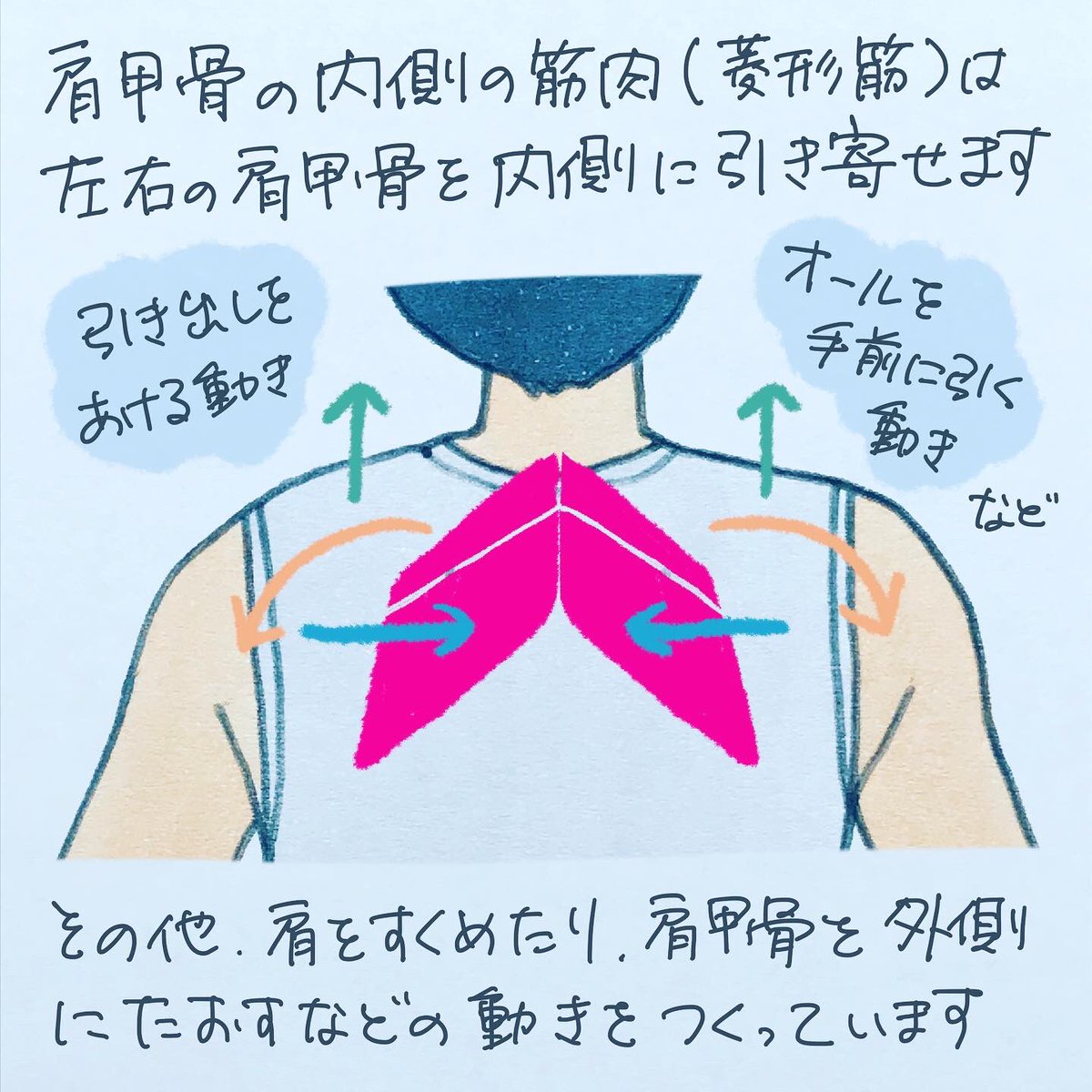 オリーブ指圧治療院 Twitterissa インスタグラム更新しました 今回は肩甲骨の内側と背中について 猫背や平背 いかり肩になで肩など気になっている人もやってみて下さいね 特に肩から首にかけてコリを感じるので次回はそこを紹介します T Co