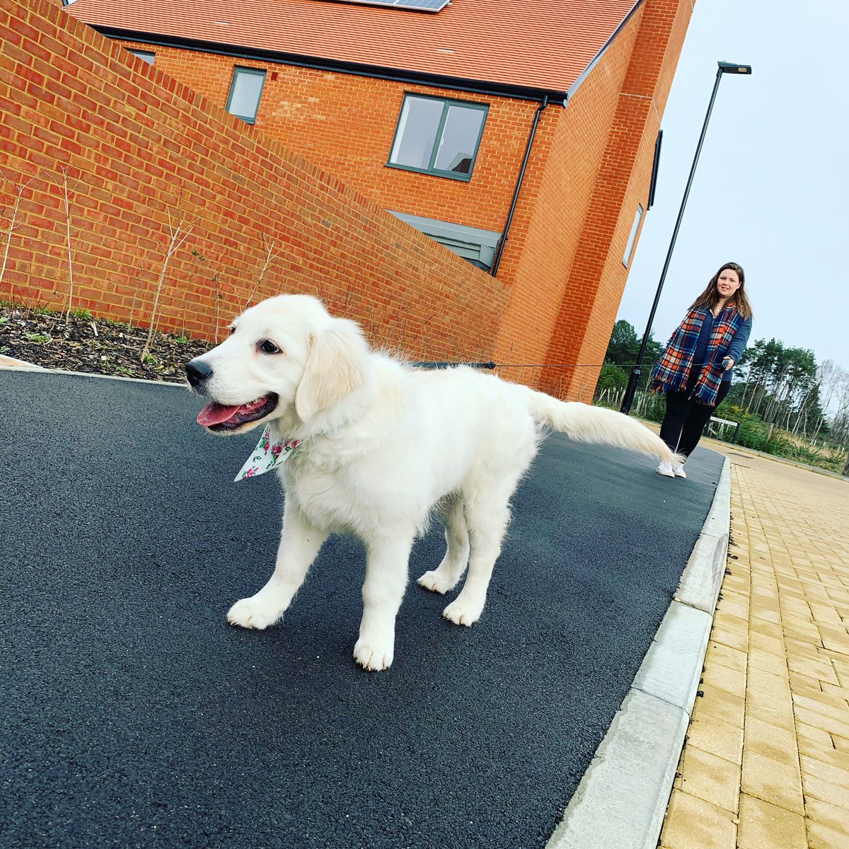 SecretLifeOfBa1's tweet photo. Saturday Morning walkies
.
.
.
.
#walkies #goldenretriever #goldenewlks #walking #pupswalks #puppywalk #goldenretrieversofinstagram #goldenretrieverpuppy #saturday #saturdaywalks #saturdaymorning https://t.co/IHmoEn2SFZ